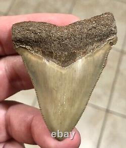 RARE BEAUTIFUL -B. VALLEY- 2.87 x 2.23 CHUBUTENSIS/Megalodon Shark Tooth Fossil