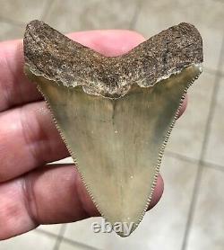 RARE BEAUTIFUL -B. VALLEY- 2.87 x 2.23 CHUBUTENSIS/Megalodon Shark Tooth Fossil