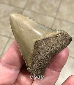 RARE BEAUTIFUL -B. VALLEY- 2.87 x 2.23 CHUBUTENSIS/Megalodon Shark Tooth Fossil