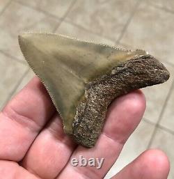 RARE BEAUTIFUL -B. VALLEY- 2.87 x 2.23 CHUBUTENSIS/Megalodon Shark Tooth Fossil