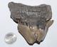 Rare Deformed Megalodon Shark Tooth Fossil No Repair 3.71 Huge Beautiful Tooth