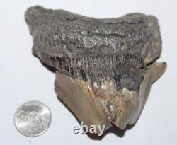 RARE DEFORMED MEGALODON Shark Tooth Fossil No Repair 3.71 HUGE BEAUTIFUL TOOTH