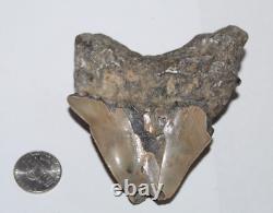 RARE DEFORMED MEGALODON Shark Tooth Fossil No Repair 3.71 HUGE BEAUTIFUL TOOTH