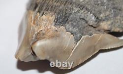 RARE DEFORMED MEGALODON Shark Tooth Fossil No Repair 3.71 HUGE BEAUTIFUL TOOTH
