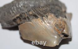 RARE DEFORMED MEGALODON Shark Tooth Fossil No Repair 3.71 HUGE BEAUTIFUL TOOTH