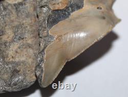 RARE DEFORMED MEGALODON Shark Tooth Fossil No Repair 3.71 HUGE BEAUTIFUL TOOTH