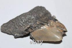 RARE DEFORMED MEGALODON Shark Tooth Fossil No Repair 3.71 HUGE BEAUTIFUL TOOTH