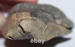 RARE DEFORMED MEGALODON Shark Tooth Fossil No Repair 3.71 HUGE BEAUTIFUL TOOTH