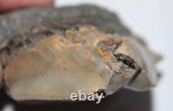 RARE DEFORMED MEGALODON Shark Tooth Fossil No Repair 3.71 HUGE BEAUTIFUL TOOTH