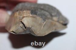 RARE DEFORMED MEGALODON Shark Tooth Fossil No Repair 3.71 HUGE BEAUTIFUL TOOTH