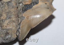 RARE DEFORMED MEGALODON Shark Tooth Fossil No Repair 3.71 HUGE BEAUTIFUL TOOTH