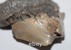 RARE DEFORMED MEGALODON Shark Tooth Fossil No Repair 3.71 HUGE BEAUTIFUL TOOTH