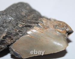 RARE DEFORMED MEGALODON Shark Tooth Fossil No Repair 3.71 HUGE BEAUTIFUL TOOTH