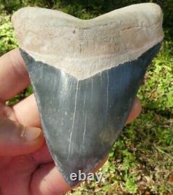 RARE ENORMOUS Bone Valley BLUE MEGALODON Fossil Shark Tooth FOUR+ INCHES 4.388