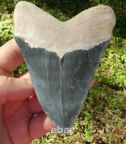 RARE ENORMOUS Bone Valley BLUE MEGALODON Fossil Shark Tooth FOUR+ INCHES 4.388