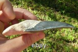 RARE ENORMOUS Bone Valley BLUE MEGALODON Fossil Shark Tooth FOUR+ INCHES 4.388