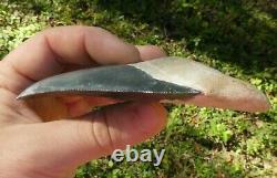 RARE ENORMOUS Bone Valley BLUE MEGALODON Fossil Shark Tooth FOUR+ INCHES 4.388