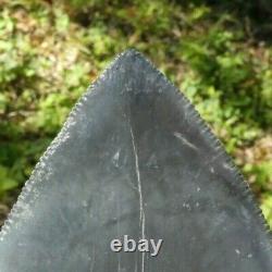 RARE ENORMOUS Bone Valley BLUE MEGALODON Fossil Shark Tooth FOUR+ INCHES 4.388