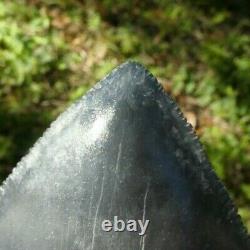 RARE ENORMOUS Bone Valley BLUE MEGALODON Fossil Shark Tooth FOUR+ INCHES 4.388