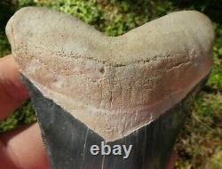 RARE ENORMOUS Bone Valley BLUE MEGALODON Fossil Shark Tooth FOUR+ INCHES 4.388