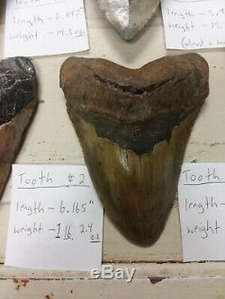 (RARE) Estate Sale Find (14) Authentic Megalodon shark teeth Best On Ebay (HUGE)