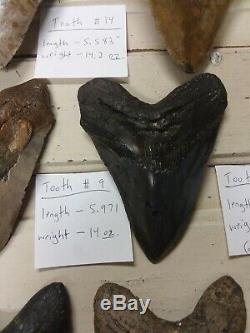 (RARE) Estate Sale Find (14) Authentic Megalodon shark teeth Best On Ebay (HUGE)