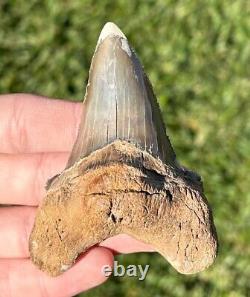 RARE Kazakhstan Fossil Shark Tooth 3.25 Otodus poseidoni Megalodon Ancestor
