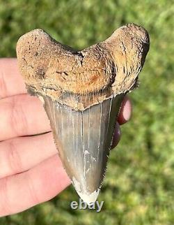 RARE Kazakhstan Fossil Shark Tooth 3.25 Otodus poseidoni Megalodon Ancestor