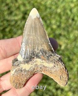 RARE Kazakhstan Fossil Shark Tooth 3.25 Otodus poseidoni Megalodon Ancestor