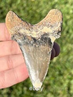 RARE Kazakhstan Fossil Shark Tooth 3.25 Otodus poseidoni Megalodon Ancestor