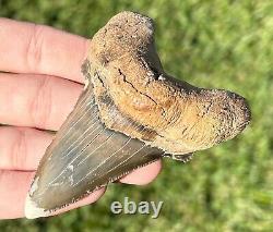 RARE Kazakhstan Fossil Shark Tooth 3.25 Otodus poseidoni Megalodon Ancestor