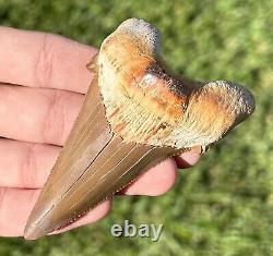 RARE Kazakhstan Fossil Shark Tooth 3.45 Otodus poseidoni Megalodon Ancestor