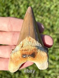 RARE Kazakhstan Fossil Shark Tooth 3.45 Otodus poseidoni Megalodon Ancestor