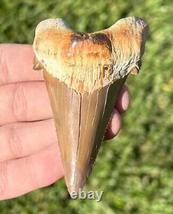 RARE Kazakhstan Fossil Shark Tooth 3.45 Otodus poseidoni Megalodon Ancestor