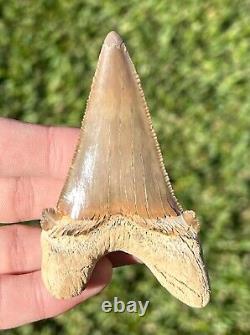RARE Kazakhstan Fossil Shark Tooth 3.45 Otodus poseidoni Megalodon Ancestor