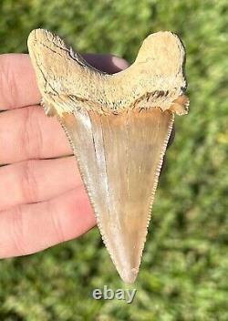 RARE Kazakhstan Fossil Shark Tooth 3.45 Otodus poseidoni Megalodon Ancestor