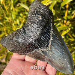 RARE & LARGE MUSEUM WORTHY PATHOLOGICAL Megalodon Shark Tooth 5.42 fossil teeth