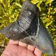 Rare & Large Museum Worthy Pathological Megalodon Shark Tooth 5.42 Fossil Teeth