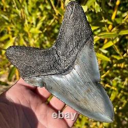 RARE & LARGE MUSEUM WORTHY PATHOLOGICAL Megalodon Shark Tooth 5.42 fossil teeth