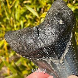 RARE & LARGE MUSEUM WORTHY PATHOLOGICAL Megalodon Shark Tooth 5.42 fossil teeth