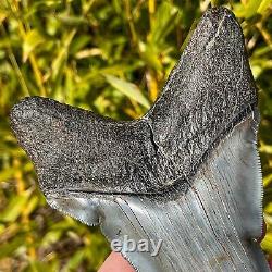 RARE & LARGE MUSEUM WORTHY PATHOLOGICAL Megalodon Shark Tooth 5.42 fossil teeth