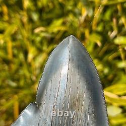 RARE & LARGE MUSEUM WORTHY PATHOLOGICAL Megalodon Shark Tooth 5.42 fossil teeth