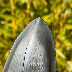 RARE & LARGE MUSEUM WORTHY PATHOLOGICAL Megalodon Shark Tooth 5.42 fossil teeth