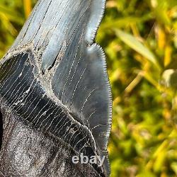 RARE & LARGE MUSEUM WORTHY PATHOLOGICAL Megalodon Shark Tooth 5.42 fossil teeth
