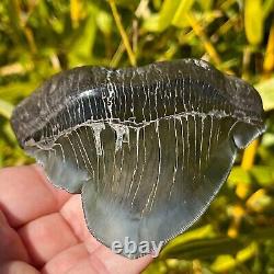 RARE & LARGE MUSEUM WORTHY PATHOLOGICAL Megalodon Shark Tooth 5.42 fossil teeth