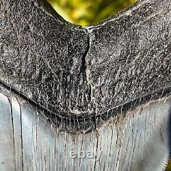 RARE & LARGE MUSEUM WORTHY PATHOLOGICAL Megalodon Shark Tooth 5.42 fossil teeth