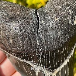 RARE & LARGE MUSEUM WORTHY PATHOLOGICAL Megalodon Shark Tooth 5.42 fossil teeth