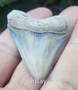 RARE Lee Creek Baby Megalodon shark Tooth fossil teeth