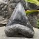 Rare Natural 3.9 Fossil Megalodon Shark Tooth Indonesia Black Megalodon Tooth