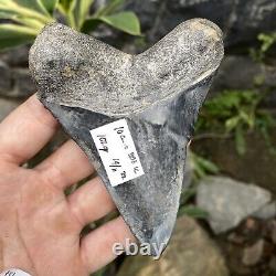 RARE Natural 3.9 Fossil Megalodon Shark Tooth Indonesia Black Megalodon Tooth